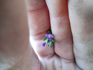 flores herbario